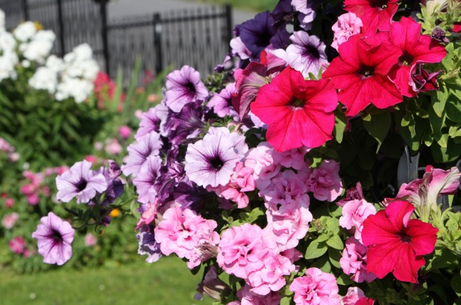 Blumenpracht vor dem Haus Regina